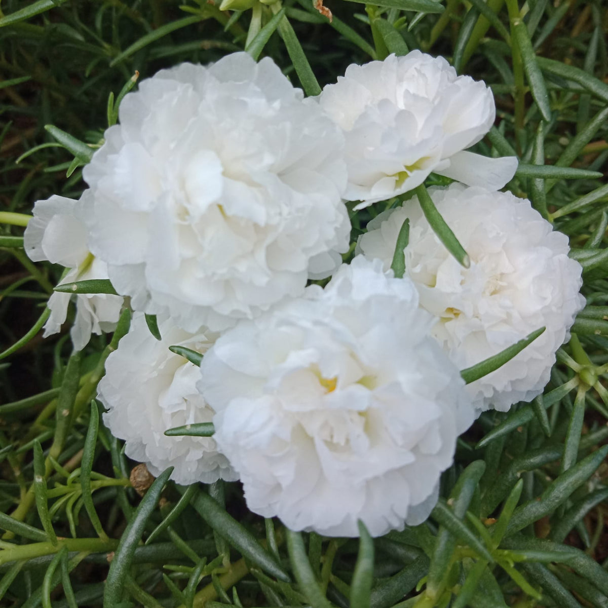 Moss Rose White (Portulaca Grandiflora) Seeds, 30 seeds