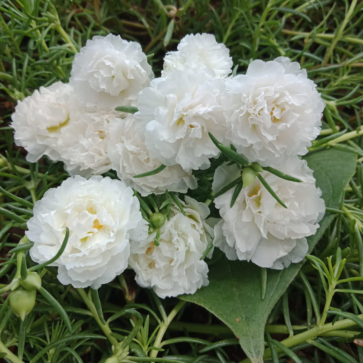 Moss Rose White (Portulaca Grandiflora) Seeds, 30 seeds