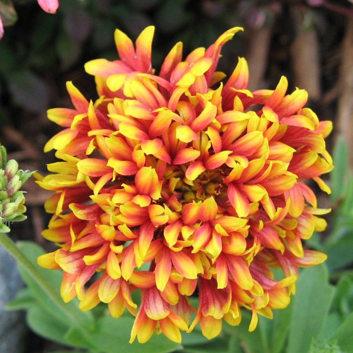 Pulchella 'Sundance' Gaillardia Seeds - Blanket Flower, 20 seeds