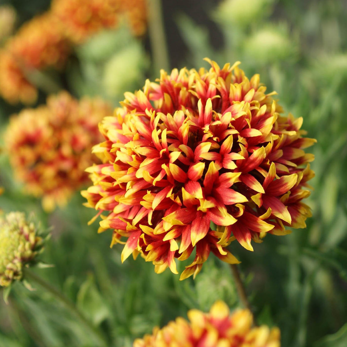 Pulchella 'Sundance' Gaillardia Seeds - Blanket Flower, 20 seeds