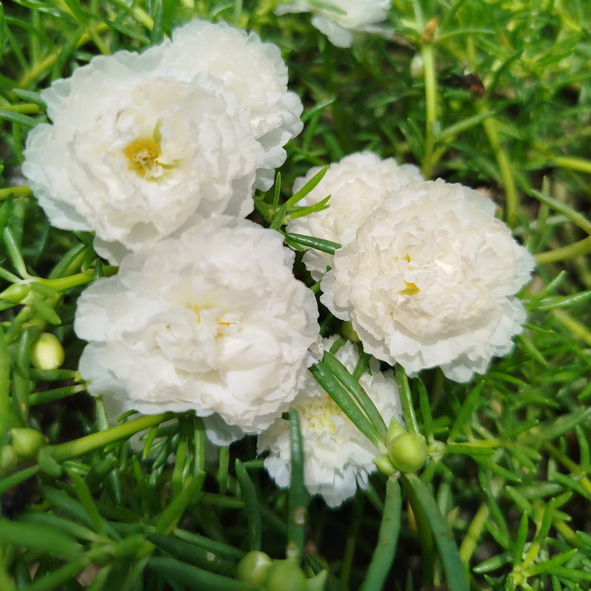 Moss Rose White (Portulaca Grandiflora) Seeds, 30 seeds