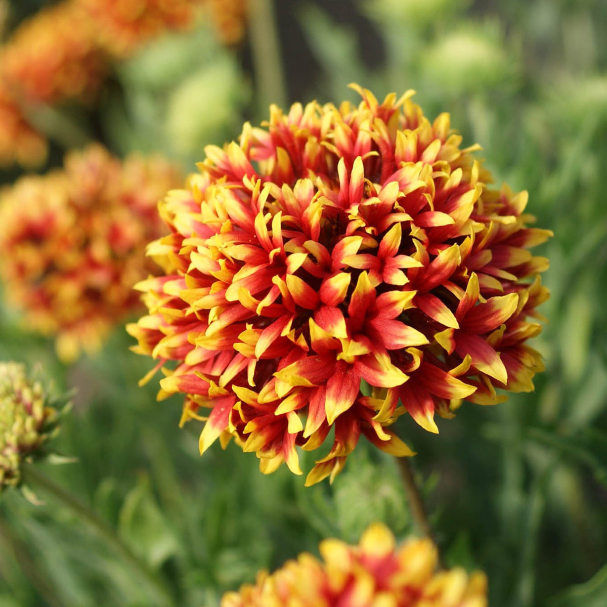 Pulchella 'Sundance' Gaillardia Seeds - Blanket Flower, 20 seeds