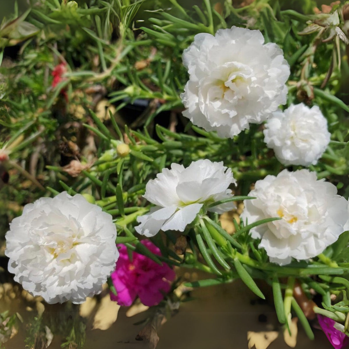 Moss Rose White (Portulaca Grandiflora) Seeds, 30 seeds
