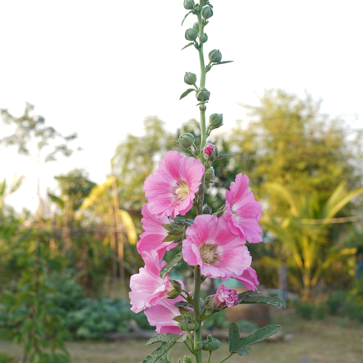 Light Pink Single Hollyhock Seeds - Single Mix (Alcea Rosea), 20 seeds