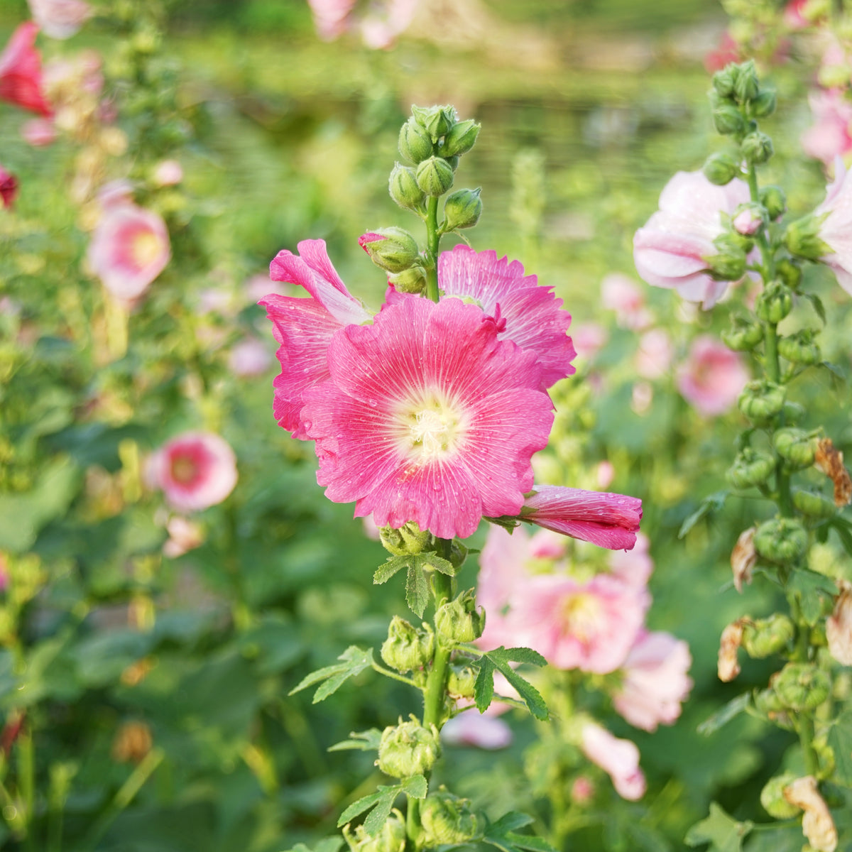 Bright Pink Common Hollyhock Seeds (Alcea Rosea), 20 seeds