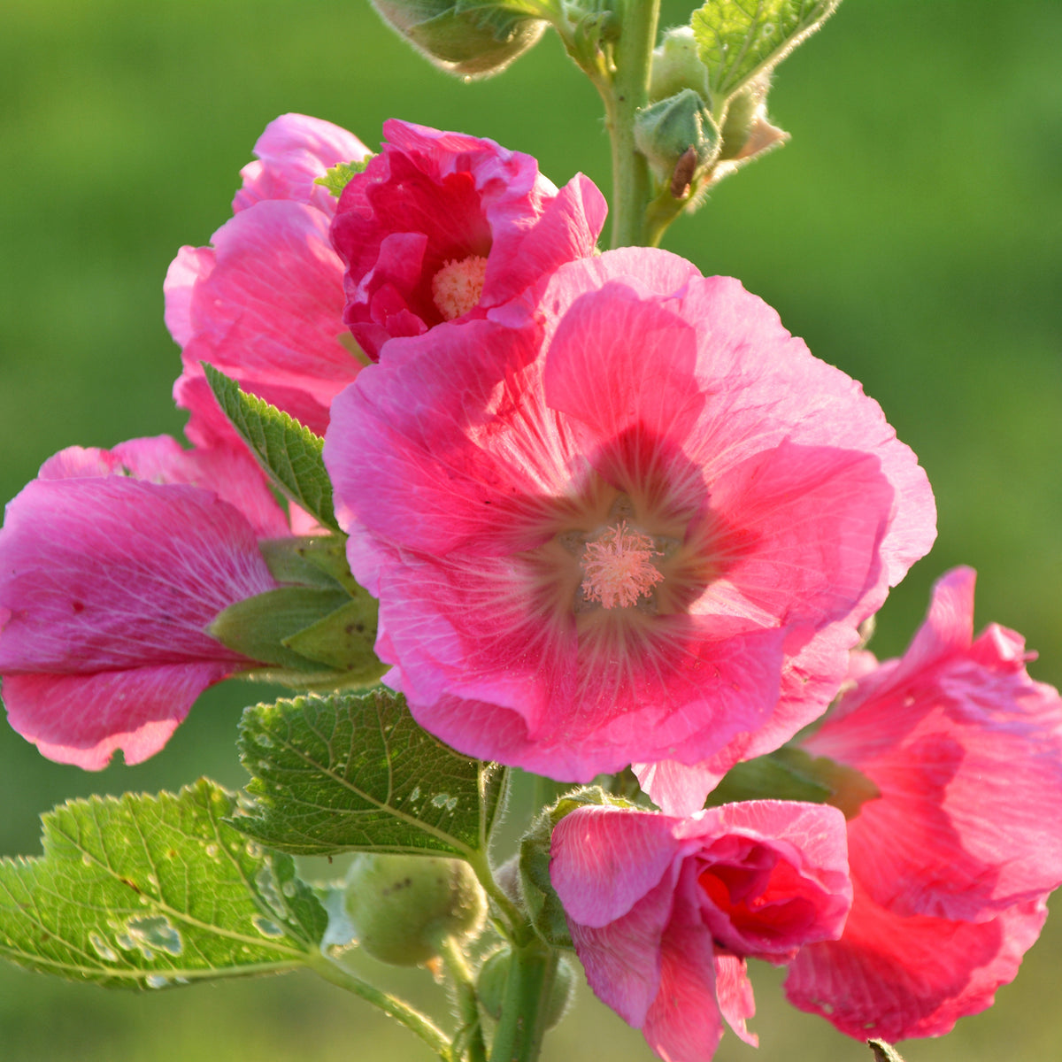Bright Pink Common Hollyhock Seeds (Alcea Rosea), 20 seeds