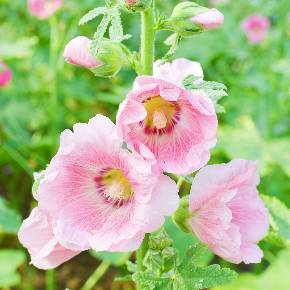 Light Pink Single Hollyhock Seeds - Single Mix (Alcea Rosea), 20 seeds