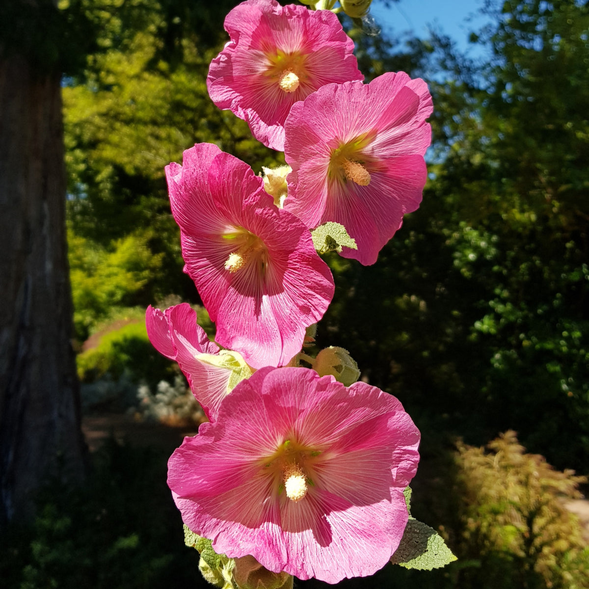 Bright Pink Common Hollyhock Seeds (Alcea Rosea), 20 seeds