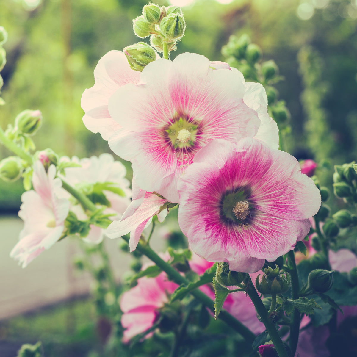 Light Pink Single Hollyhock Seeds - Single Mix (Alcea Rosea), 20 seeds