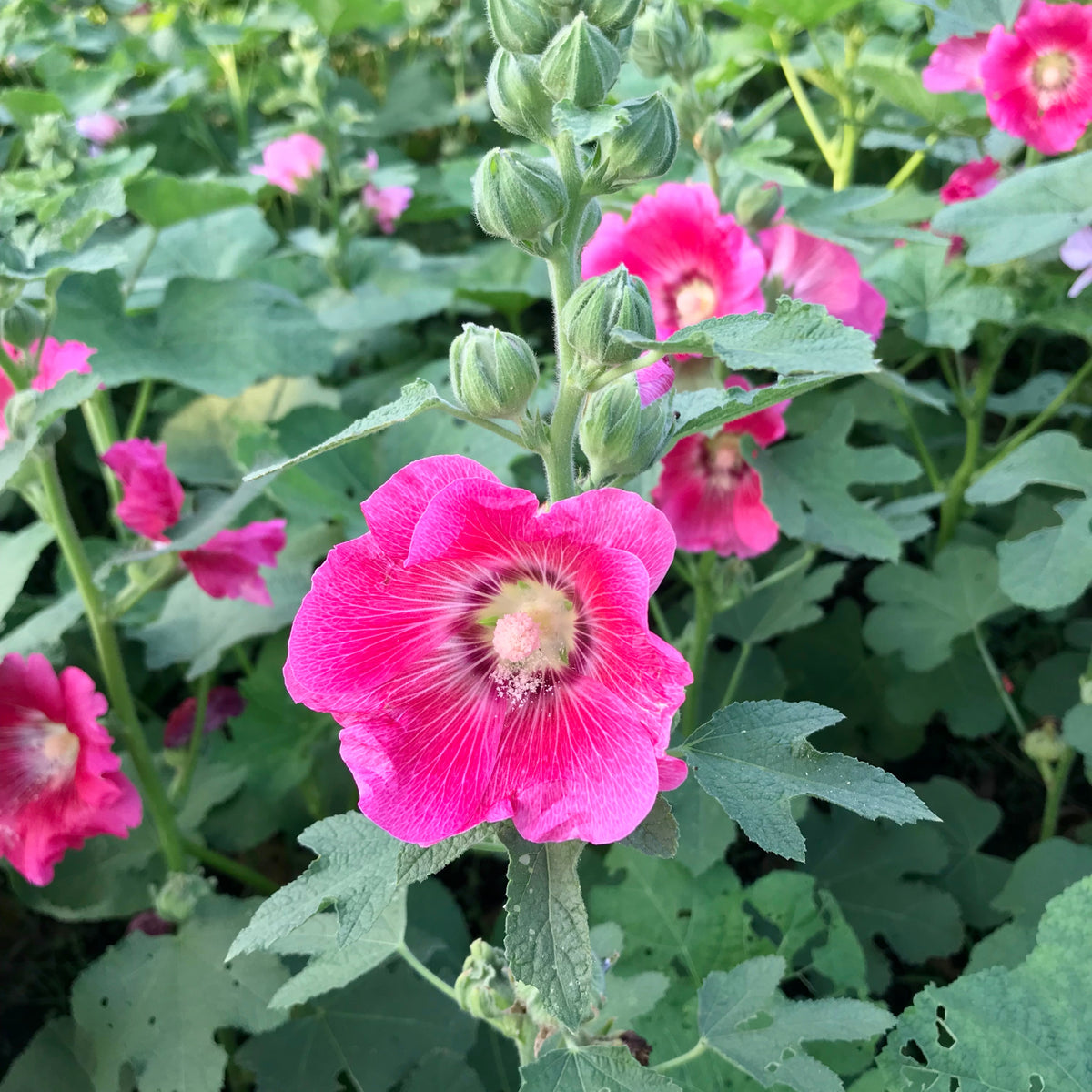 Bright Pink Common Hollyhock Seeds (Alcea Rosea), 20 seeds