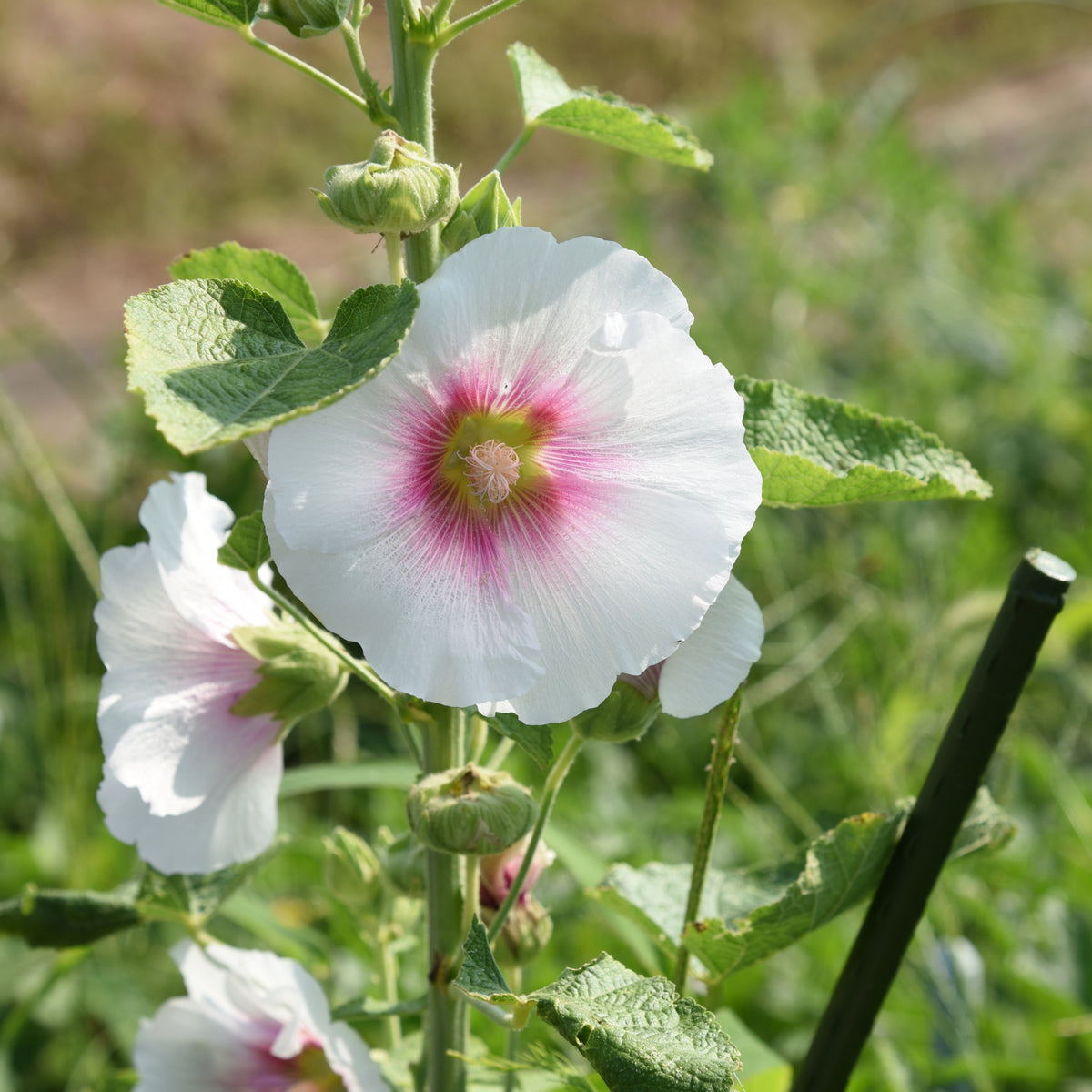 Light Pink Single Hollyhock Seeds - Single Mix (Alcea Rosea), 20 seeds