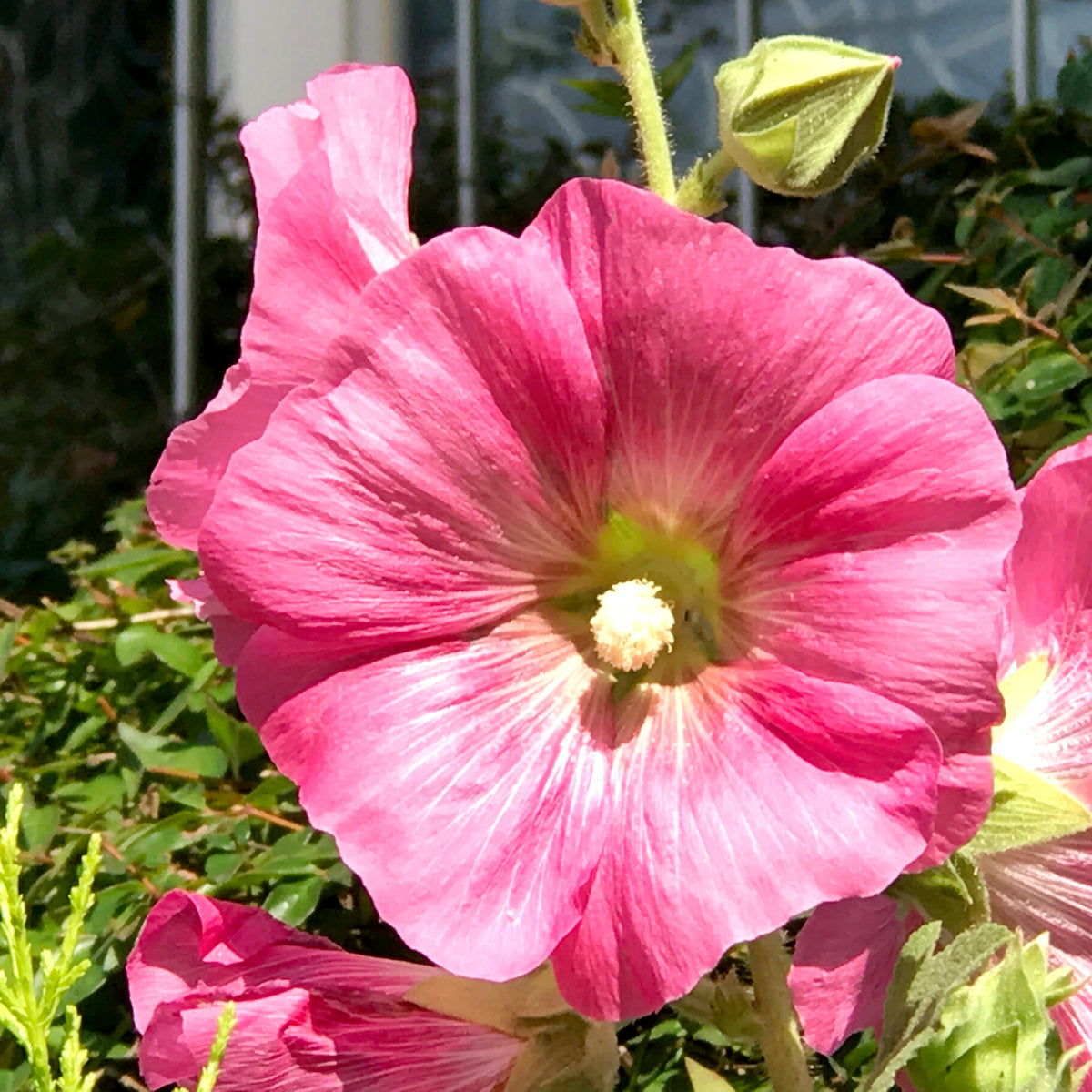Bright Pink Common Hollyhock Seeds (Alcea Rosea), 20 seeds