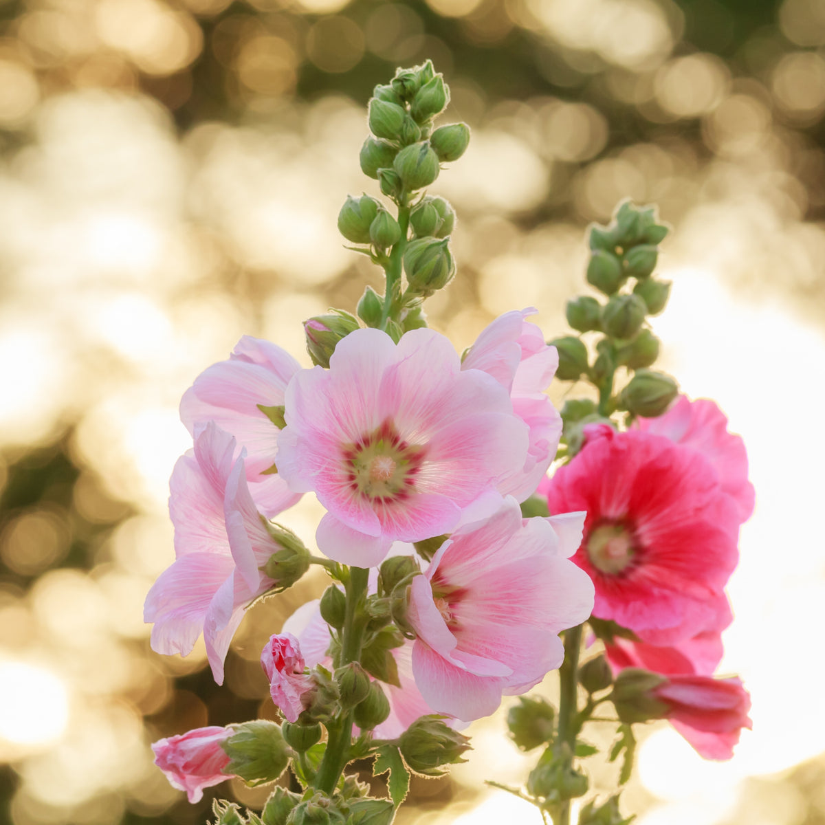Light Pink Single Hollyhock Seeds - Single Mix (Alcea Rosea), 20 seeds