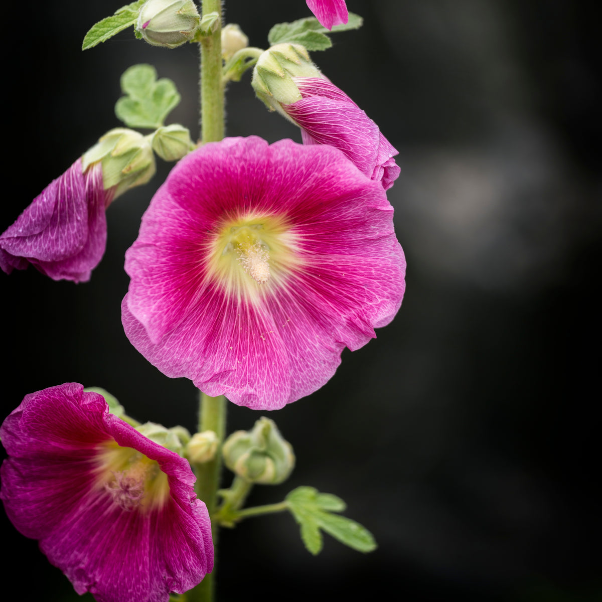 Bright Pink Common Hollyhock Seeds (Alcea Rosea), 20 seeds