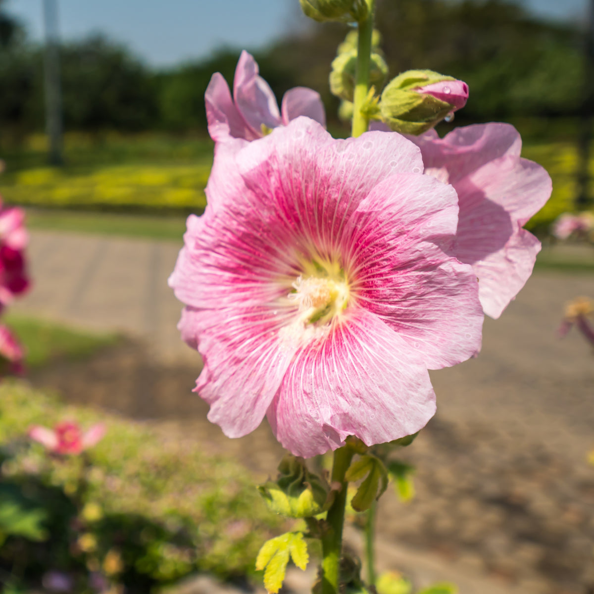 Light Pink Single Hollyhock Seeds - Single Mix (Alcea Rosea), 20 seeds