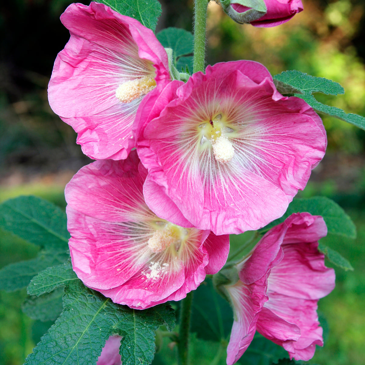 Bright Pink Common Hollyhock Seeds (Alcea Rosea), 20 seeds