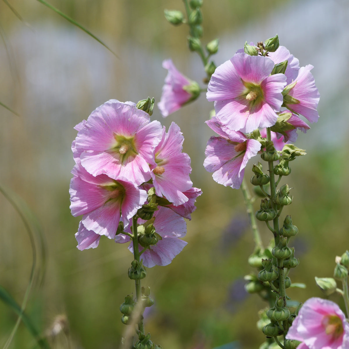 Light Pink Single Hollyhock Seeds - Single Mix (Alcea Rosea), 20 seeds