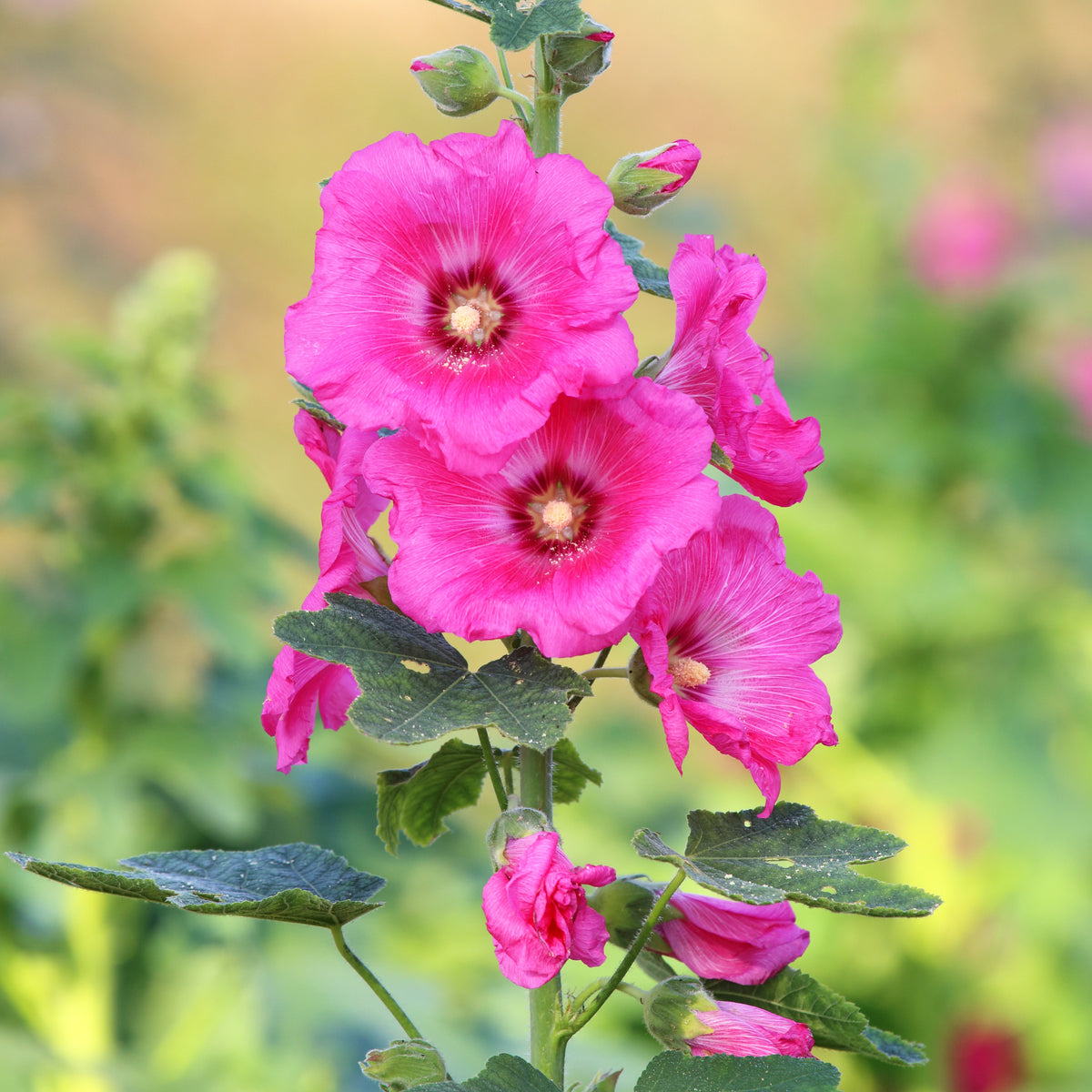 Bright Pink Common Hollyhock Seeds (Alcea Rosea), 20 seeds