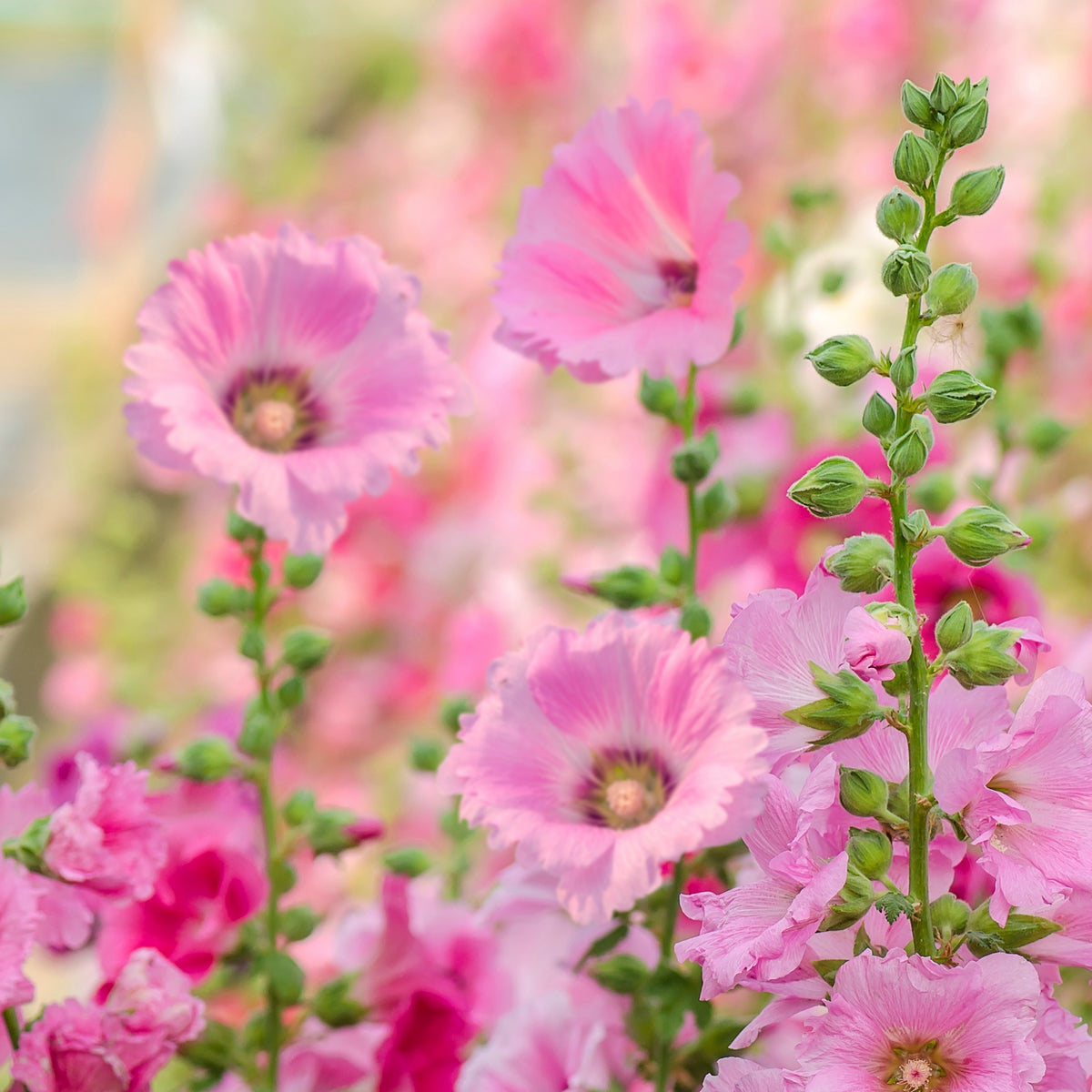 Light Pink Single Hollyhock Seeds - Single Mix (Alcea Rosea), 20 seeds