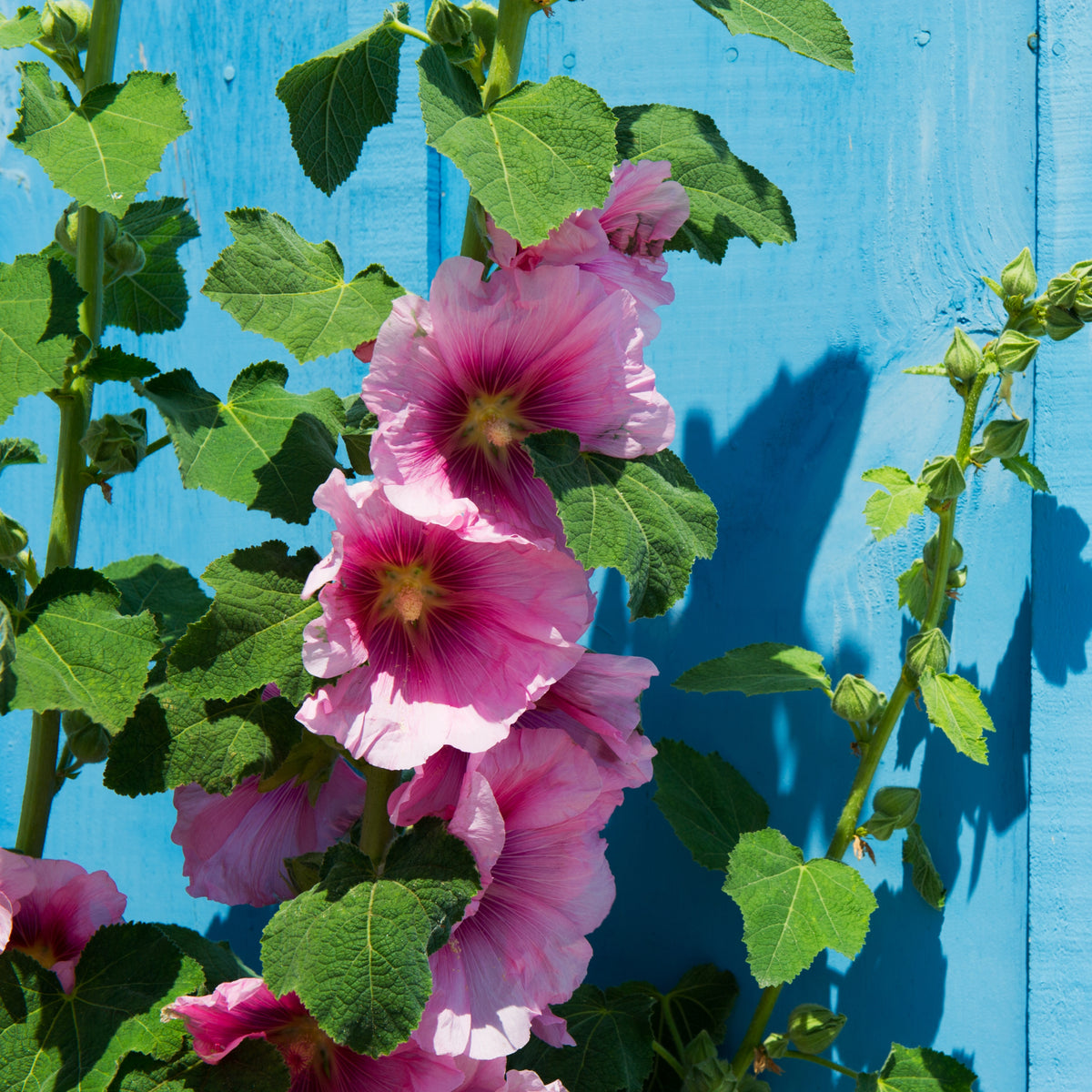 Bright Pink Common Hollyhock Seeds (Alcea Rosea), 20 seeds