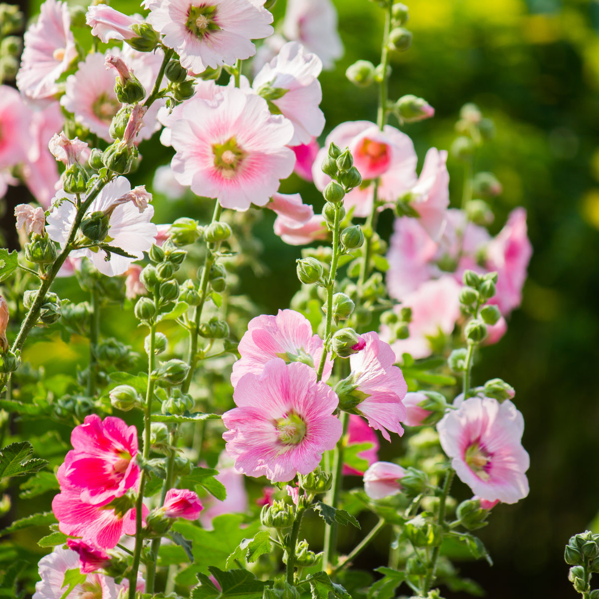 Light Pink Single Hollyhock Seeds - Single Mix (Alcea Rosea), 20 seeds