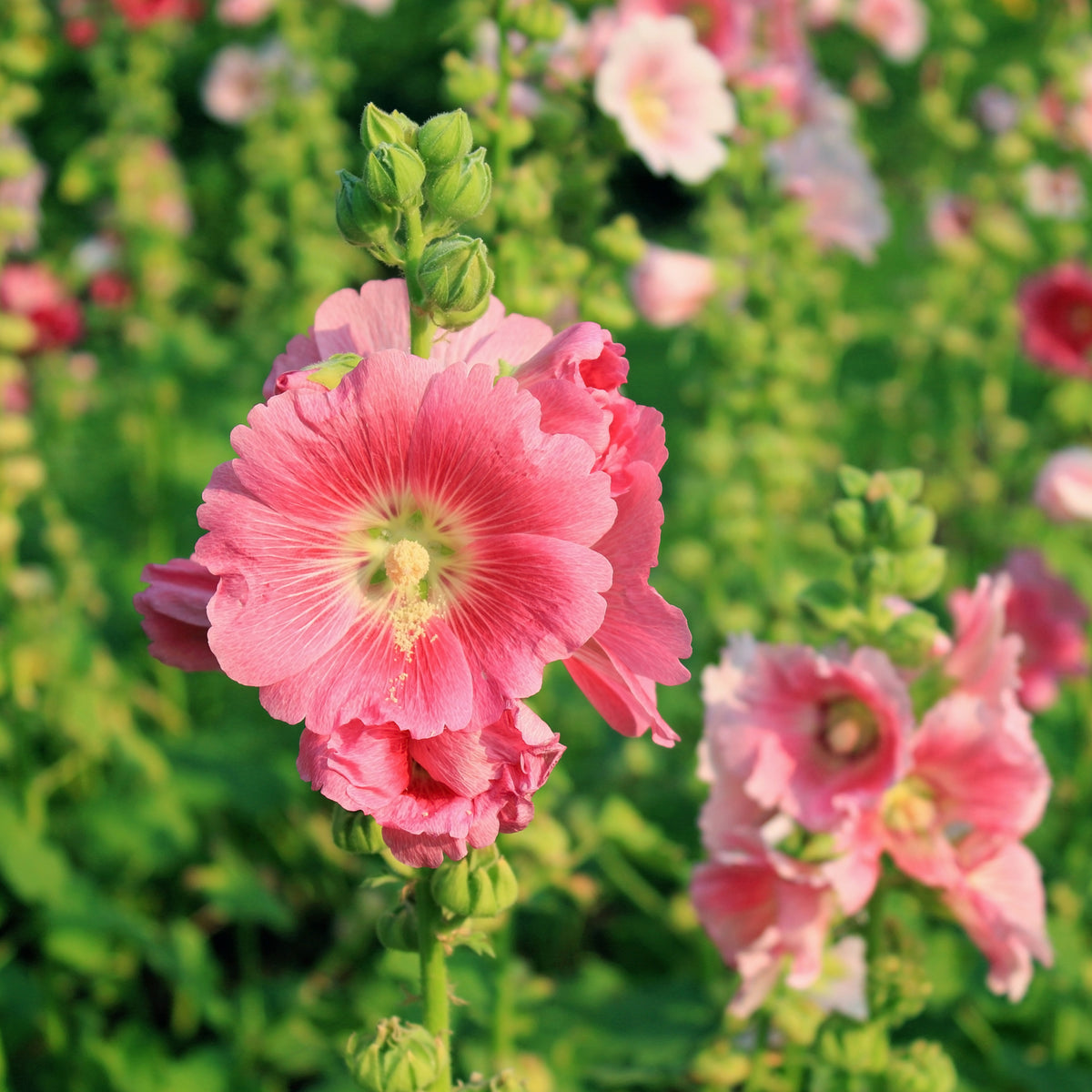 Bright Pink Common Hollyhock Seeds (Alcea Rosea), 20 seeds