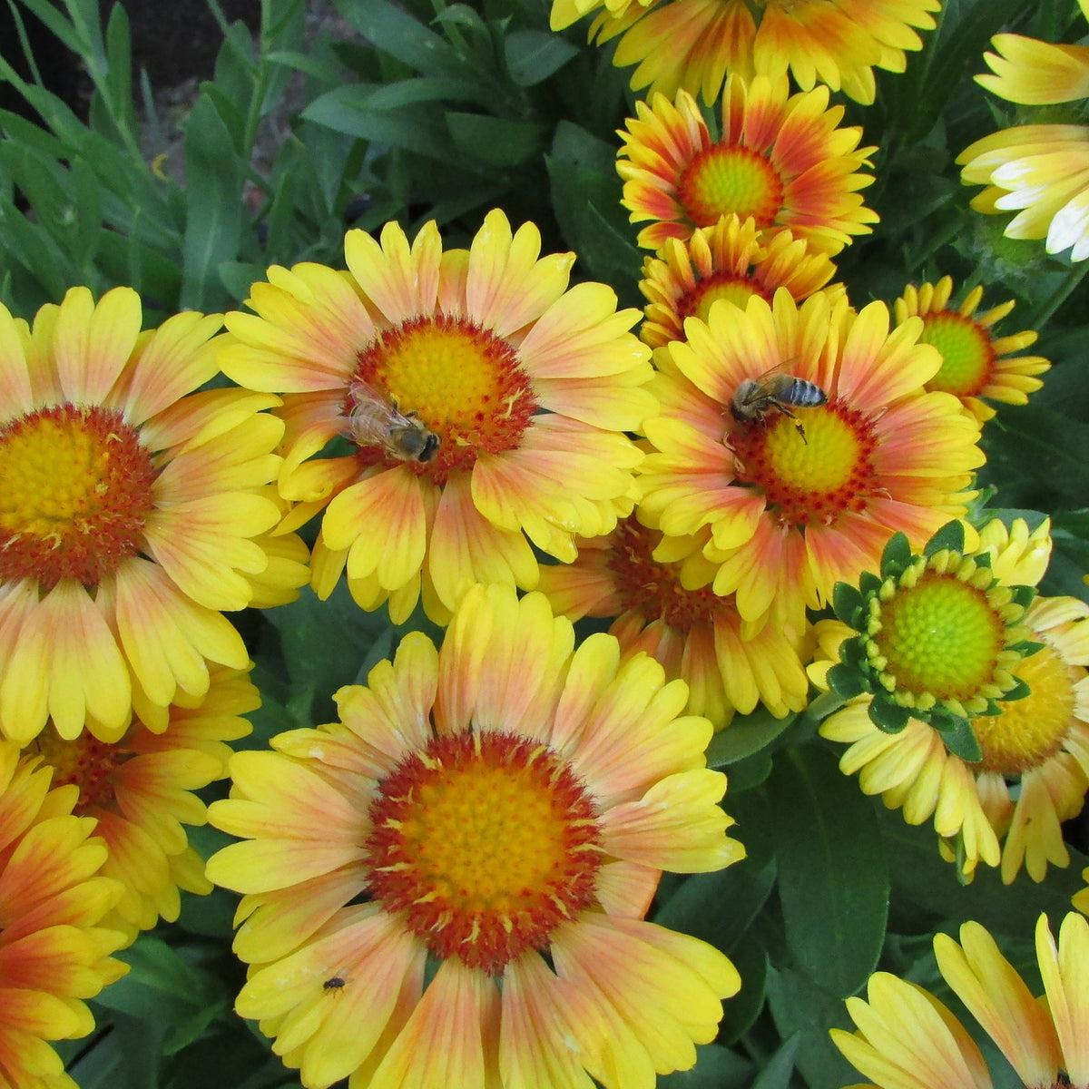 Arizona Apricot Gaillardia Seeds - Blanket Flower, 20 seeds