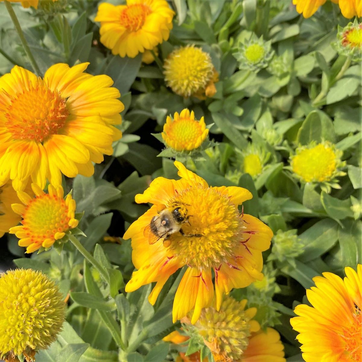Arizona Apricot Gaillardia Seeds - Blanket Flower, 20 seeds