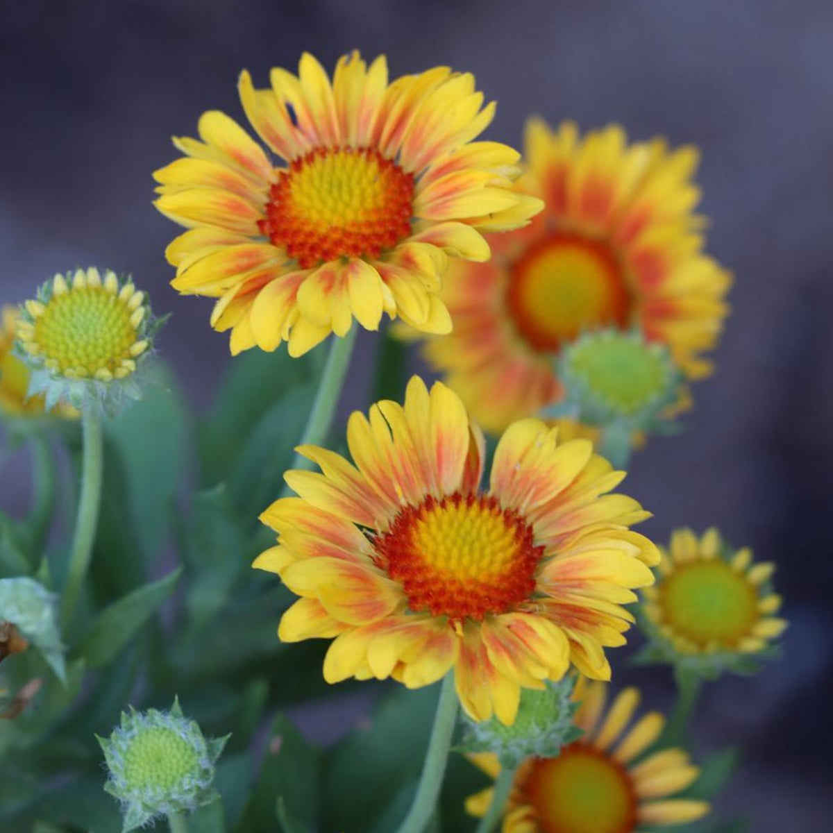 Arizona Apricot Gaillardia Seeds - Blanket Flower, 20 seeds