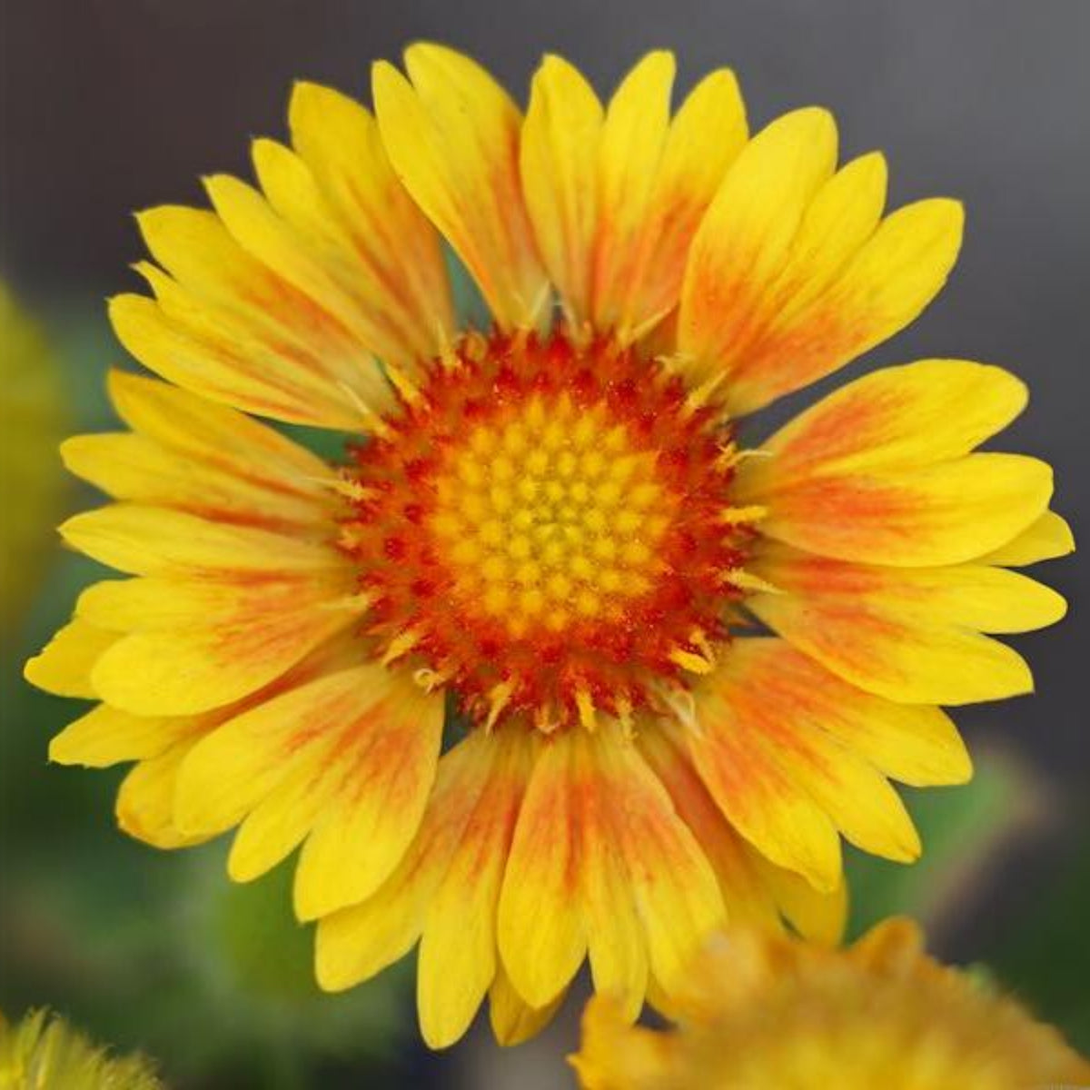 Arizona Apricot Gaillardia Seeds - Blanket Flower, 20 seeds