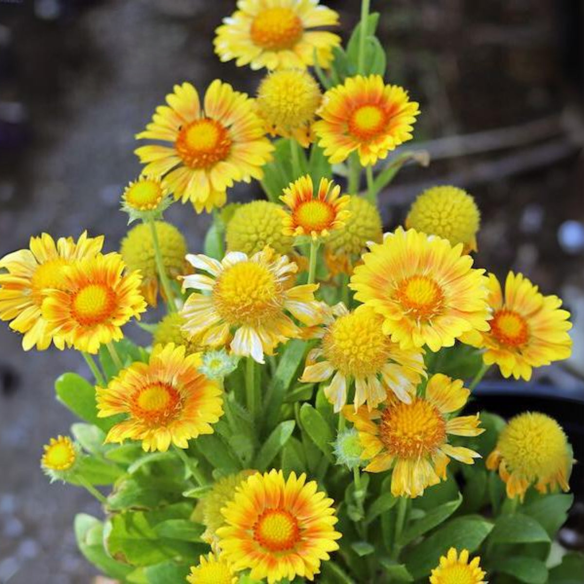 Arizona Apricot Gaillardia Seeds - Blanket Flower, 20 seeds
