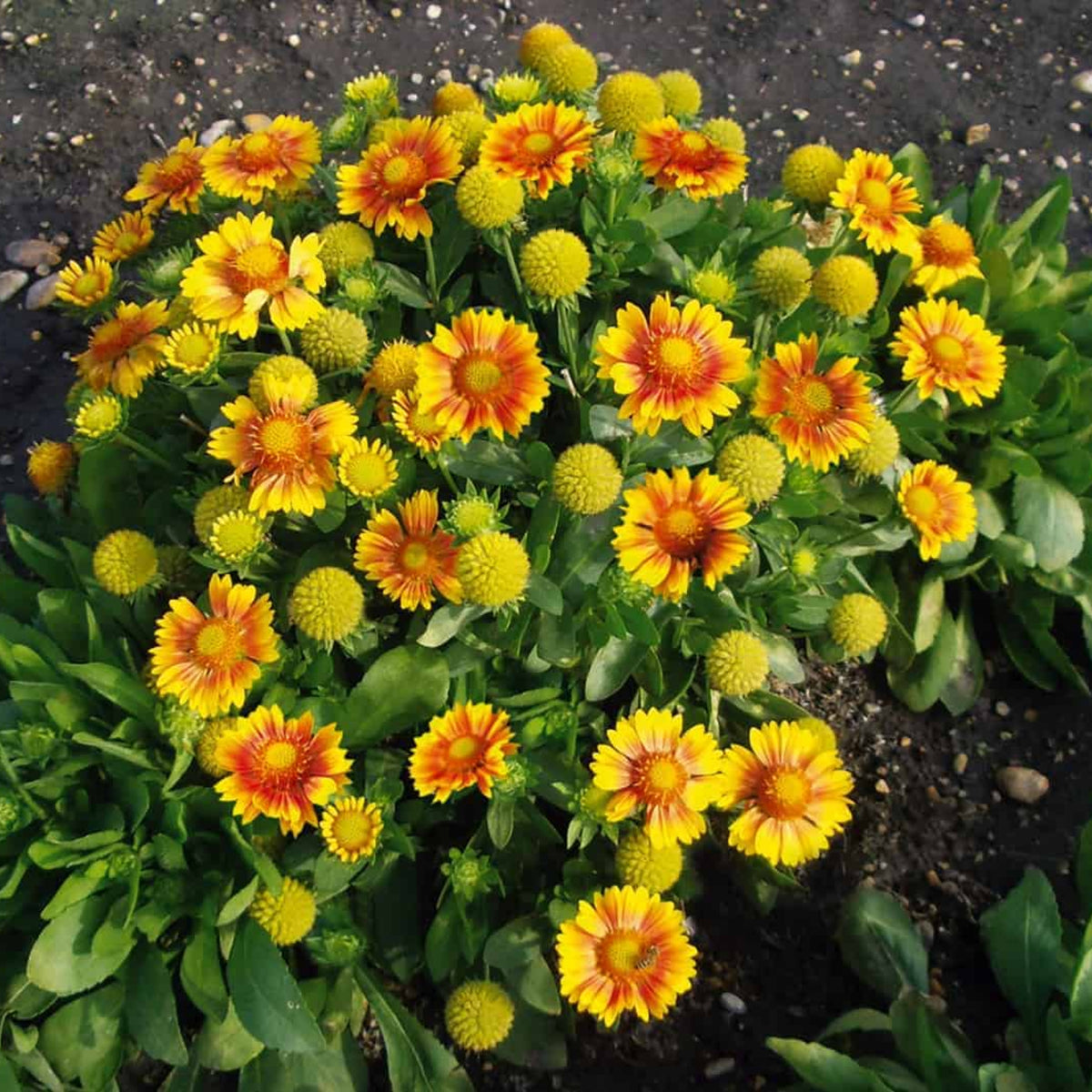 Arizona Apricot Gaillardia Seeds - Blanket Flower, 20 seeds