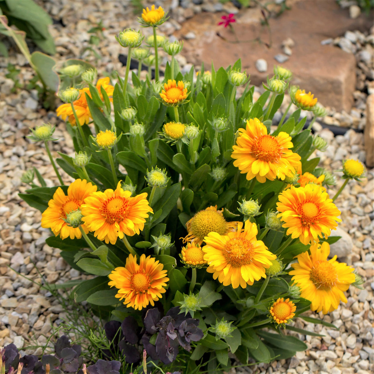 Arizona Apricot Gaillardia Seeds - Blanket Flower, 20 seeds