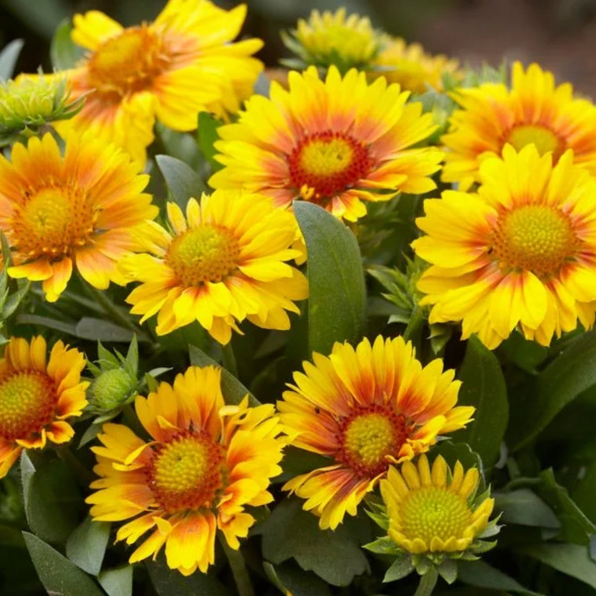 Arizona Apricot Gaillardia Seeds - Blanket Flower, 20 seeds