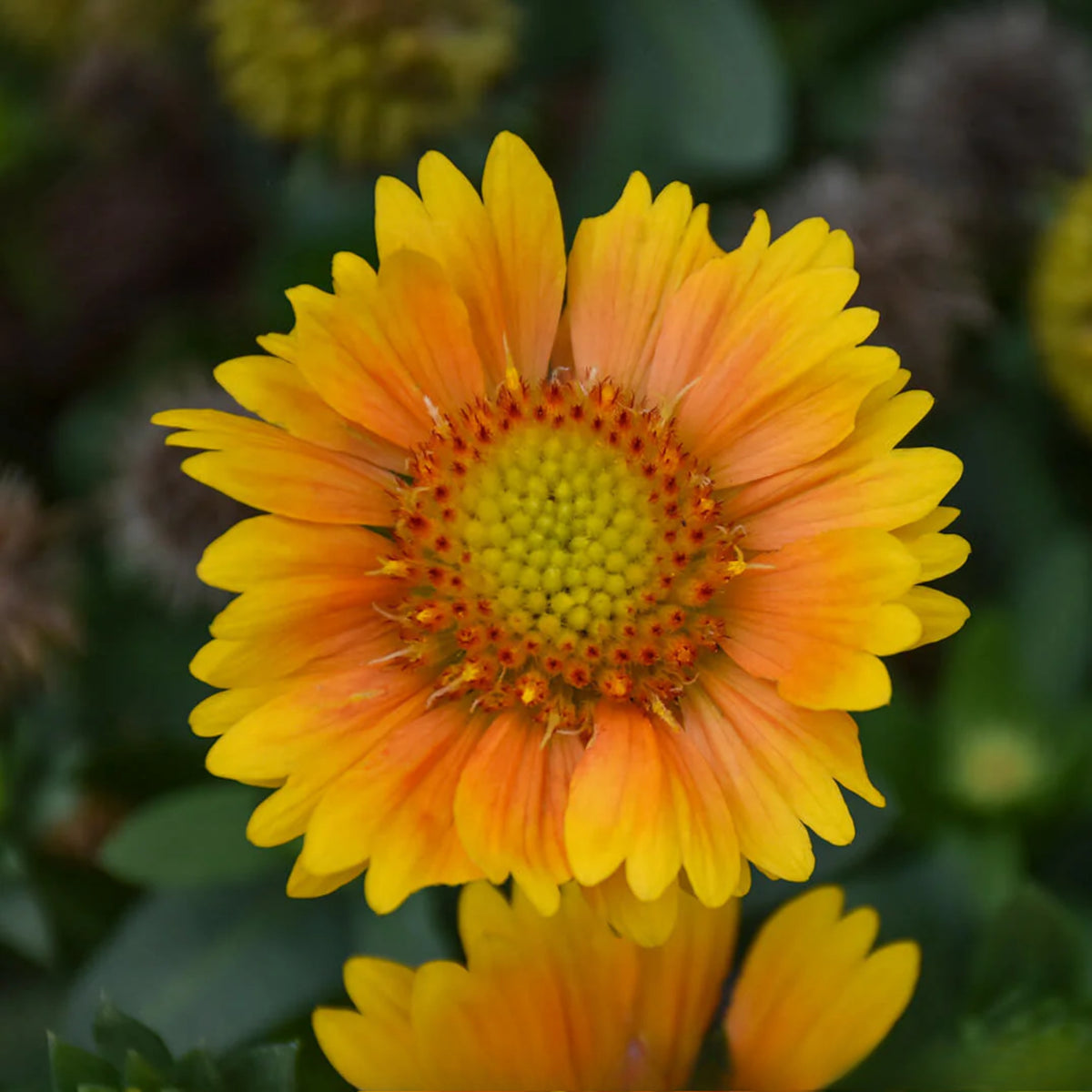 Arizona Apricot Gaillardia Seeds - Blanket Flower, 20 seeds