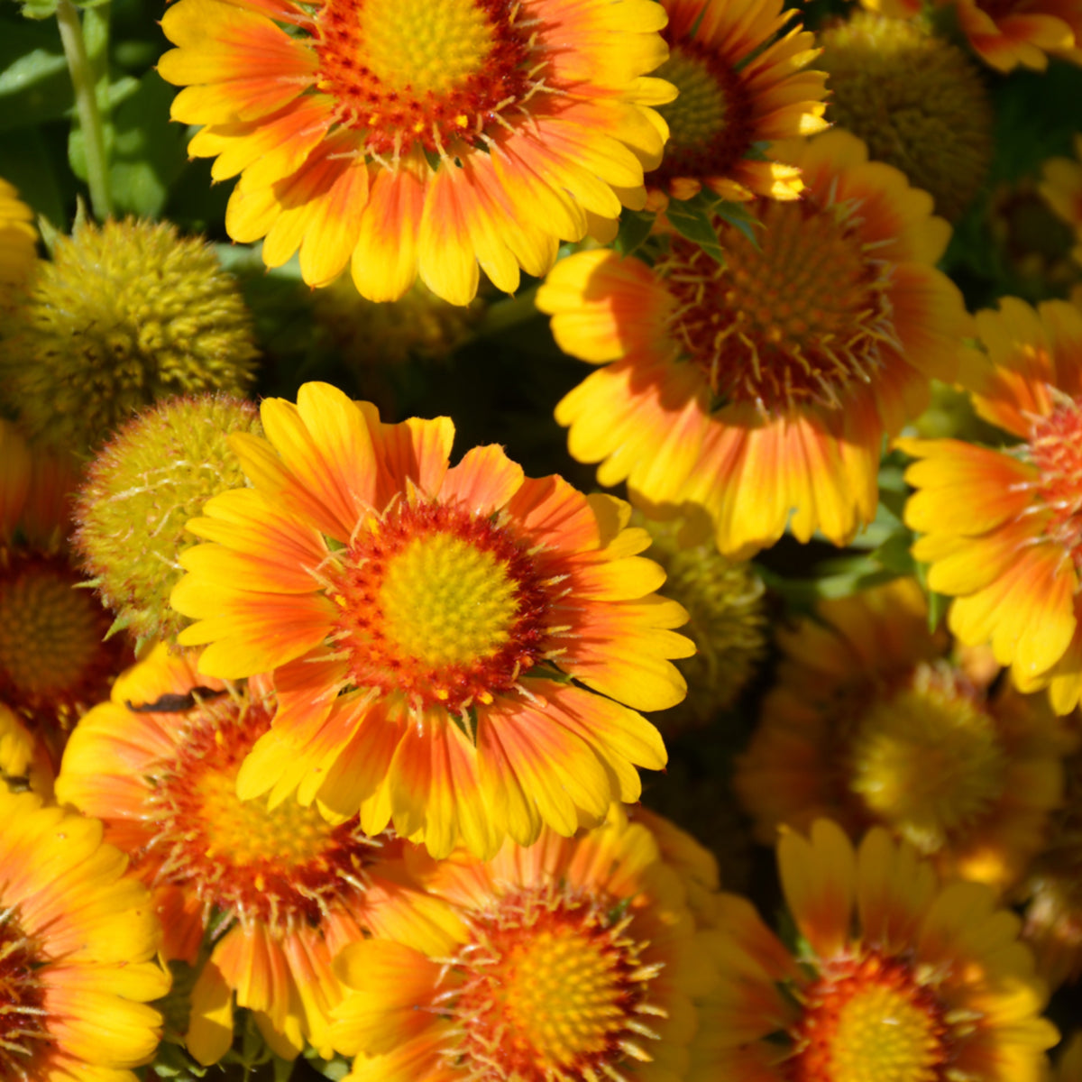 Arizona Apricot Gaillardia Seeds - Blanket Flower, 20 seeds