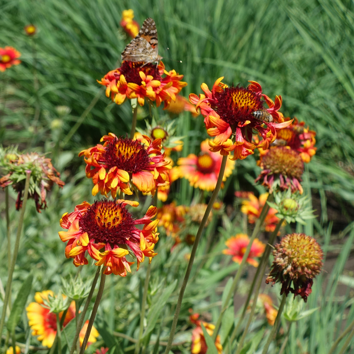 Gaillardia X Grandiflora 'Fanfare' Seeds - Blanket Flower, 20 seeds