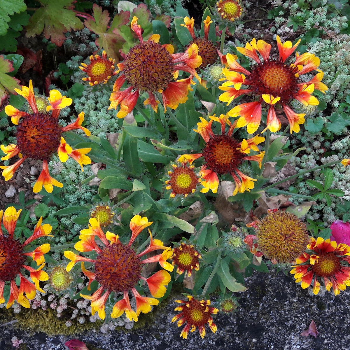 Gaillardia X Grandiflora 'Fanfare' Seeds - Blanket Flower, 20 seeds