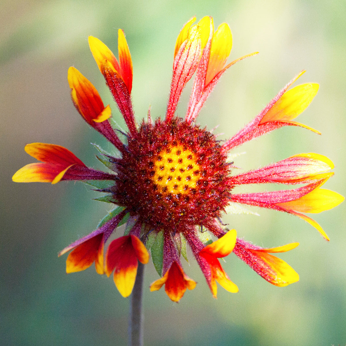 Gaillardia X Grandiflora 'Fanfare' Seeds - Blanket Flower, 20 seeds