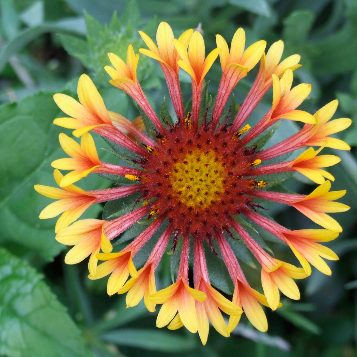 Gaillardia X Grandiflora 'Fanfare' Seeds - Blanket Flower, 20 seeds