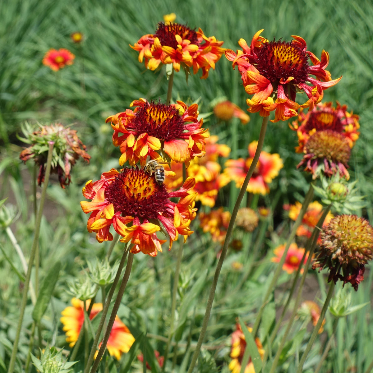 Gaillardia X Grandiflora 'Fanfare' Seeds - Blanket Flower, 20 seeds