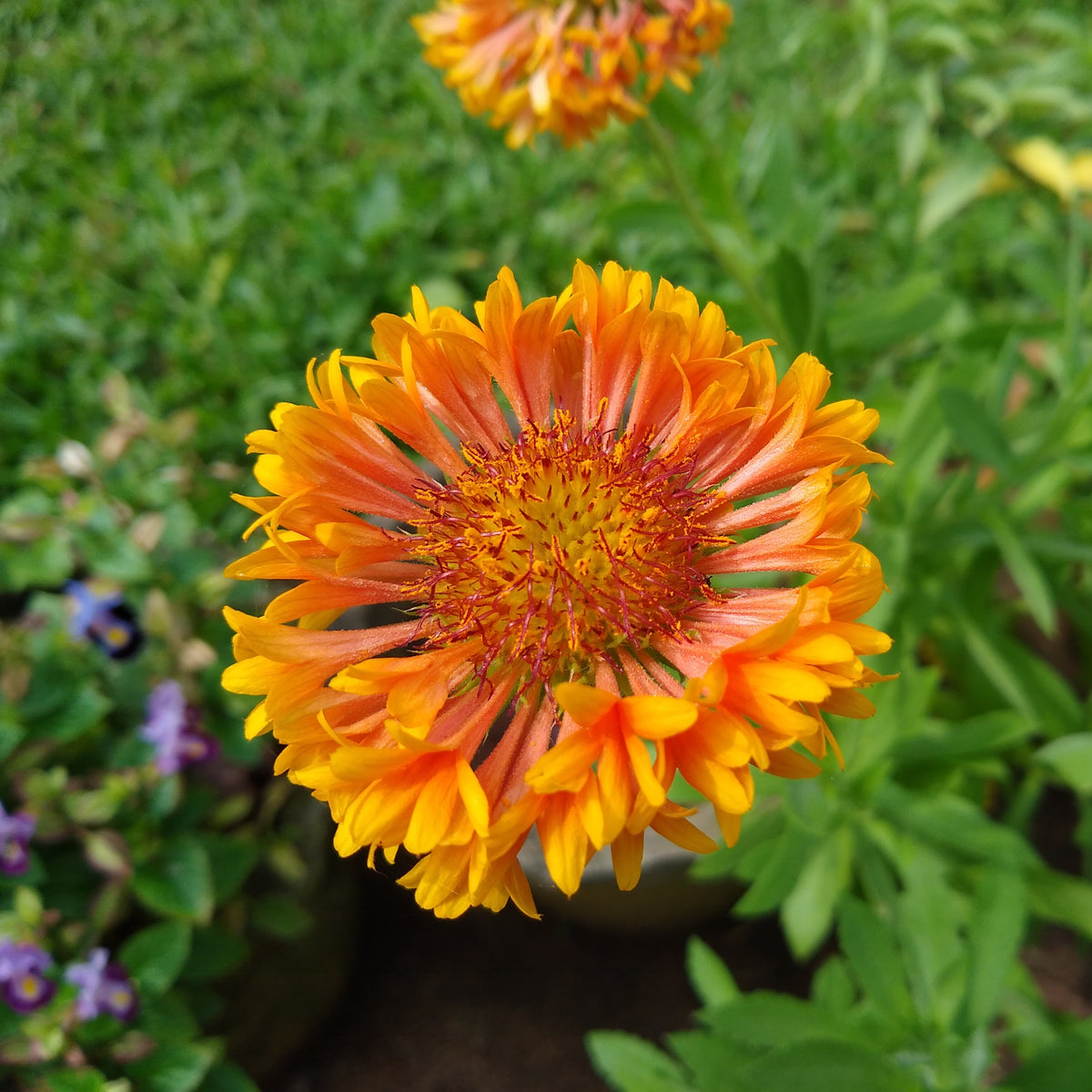 Gaillardia X Grandiflora 'Fanfare' Seeds - Blanket Flower, 20 seeds