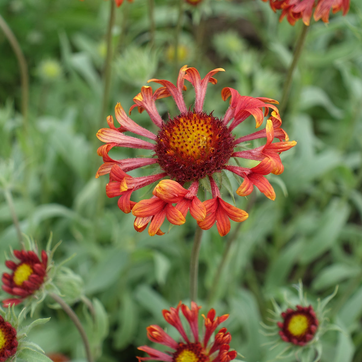 Gaillardia X Grandiflora 'Fanfare' Seeds - Blanket Flower, 20 seeds