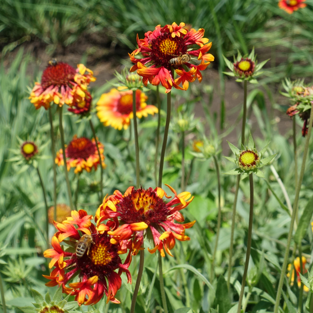 Gaillardia X Grandiflora 'Fanfare' Seeds - Blanket Flower, 20 seeds
