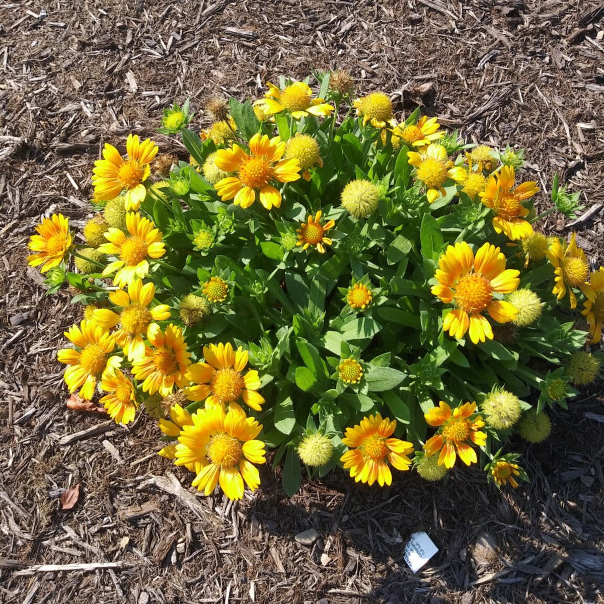 Gaillardia Seeds - Mesa Yellow, Blanket Flower, 20 seeds