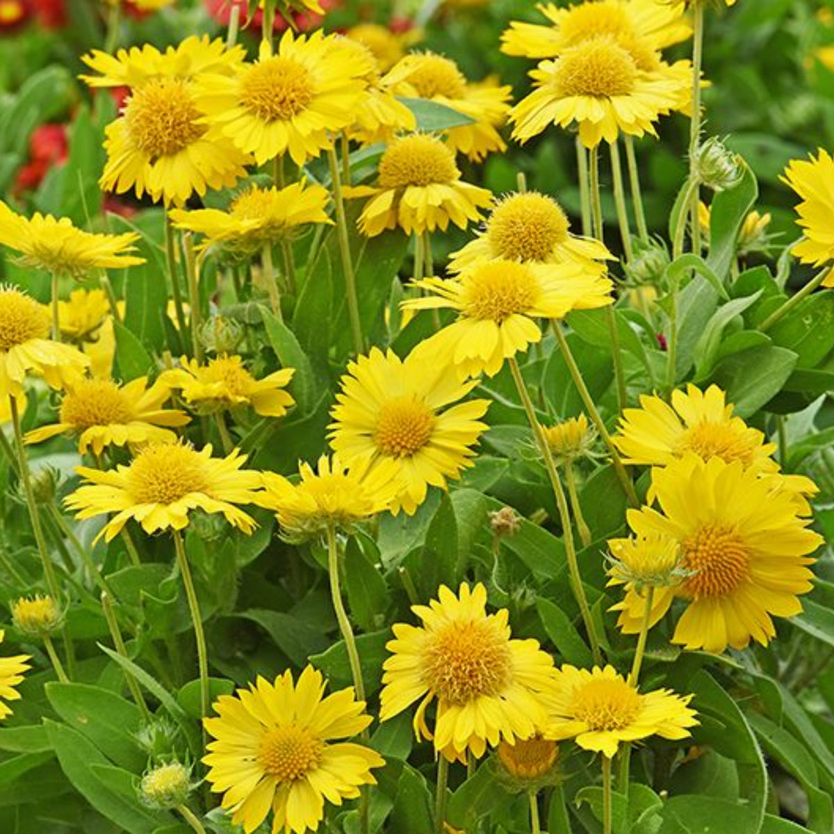 Mesa Yellow Gaillardia Seeds - Blanket Flower, Vibrant Red, 20 seeds