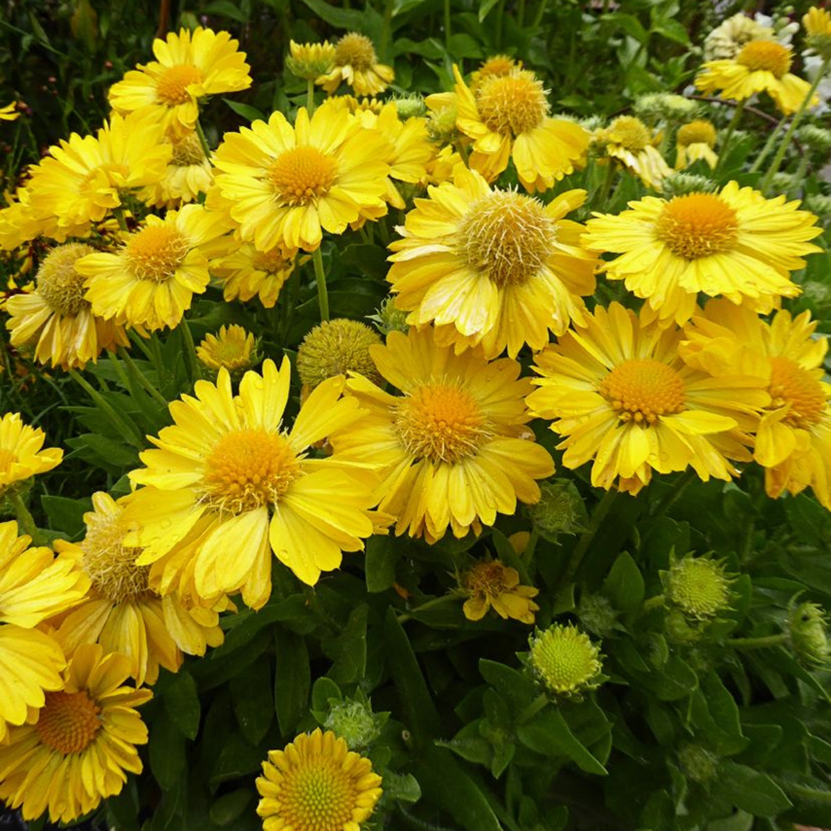 Mesa Yellow Gaillardia Seeds - Blanket Flower, Vibrant Red, 20 seeds