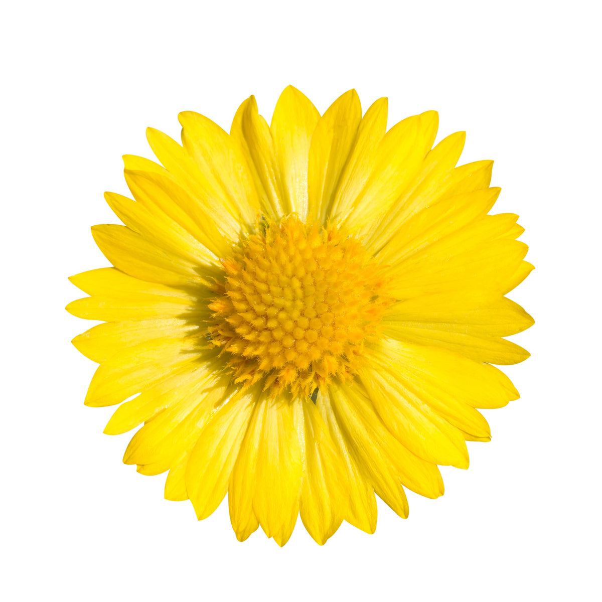 Mesa Yellow Gaillardia Seeds - Blanket Flower, Vibrant Red, 20 seeds