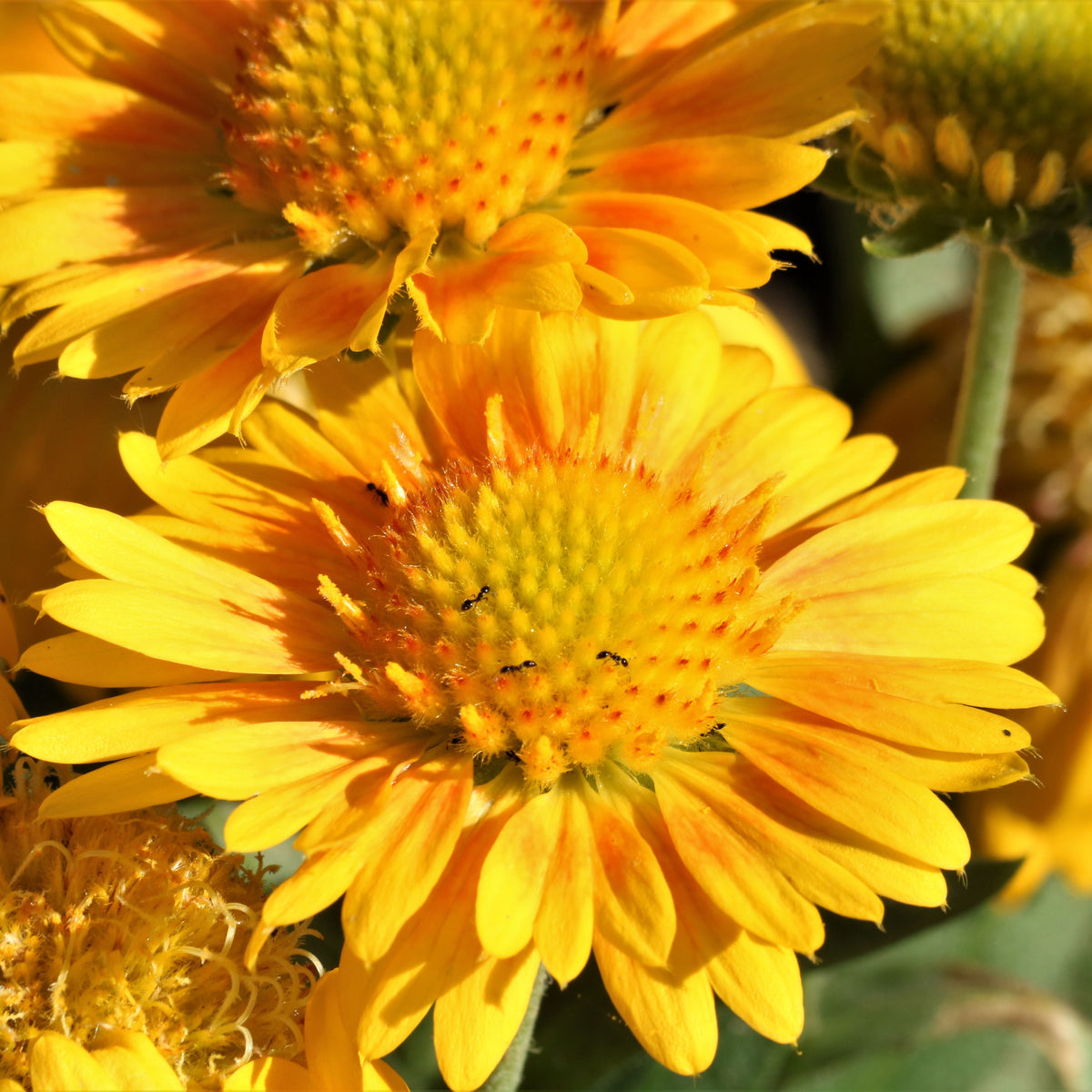 Gaillardia Seeds - Mesa Yellow, Blanket Flower, 20 seeds
