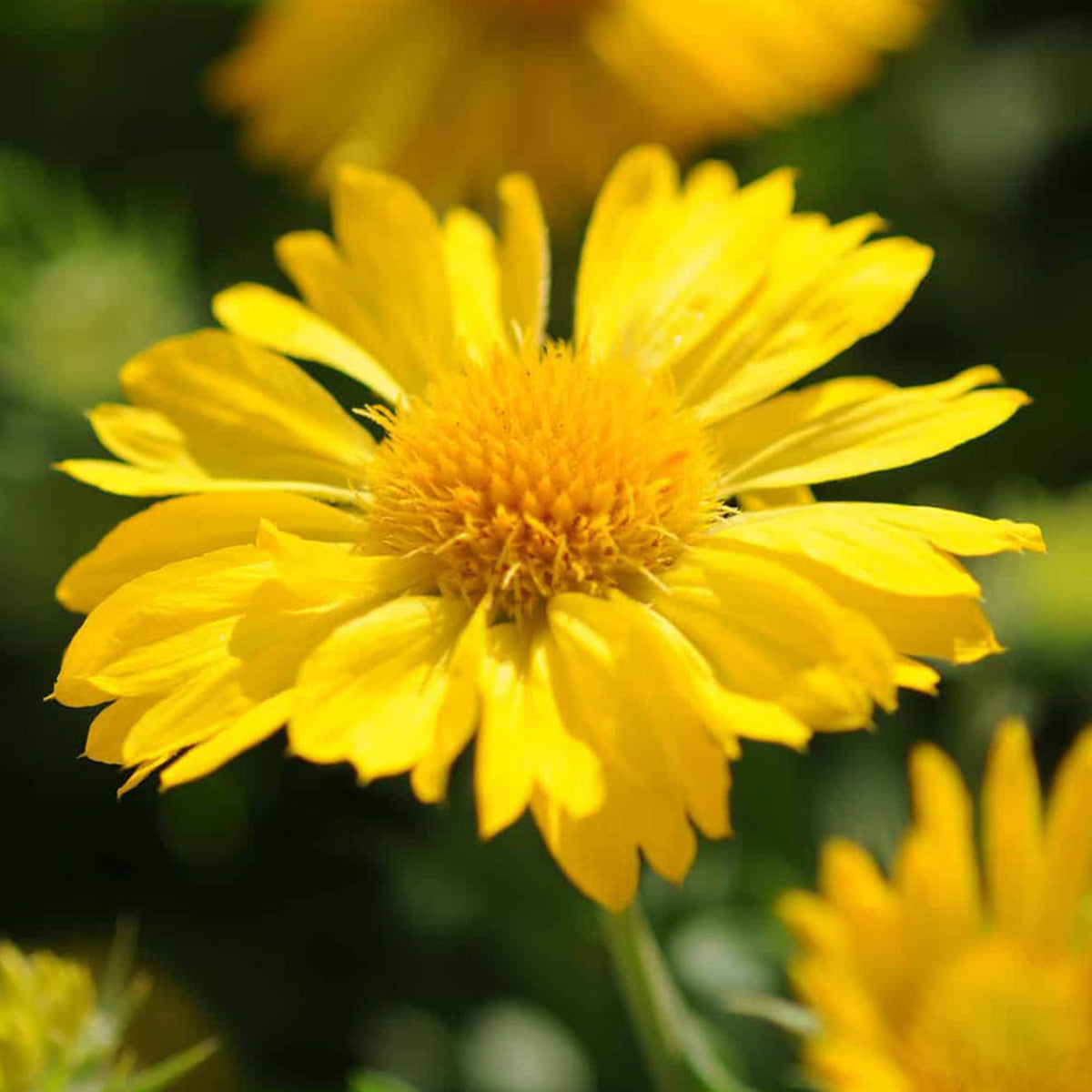 Gaillardia Seeds - Mesa Yellow, Blanket Flower, 20 seeds